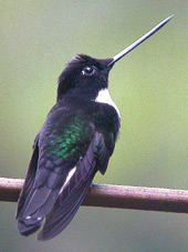 Collared Inca © John Muddeman